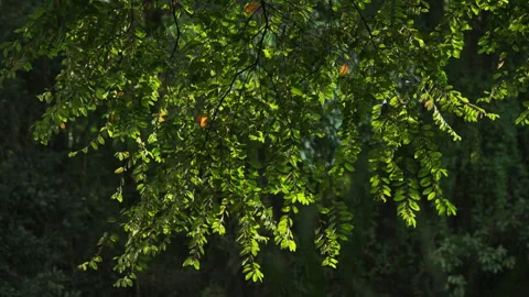 Sparkling Foliage: Translucent Green Leaves in Slanted Afternoon Sunlight Stockbeeldmateriaal 319400552