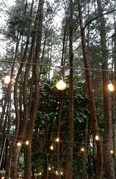 Sparkling forest Stock-Fotos