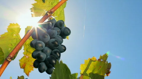 Sparkling grape Video stock 853945