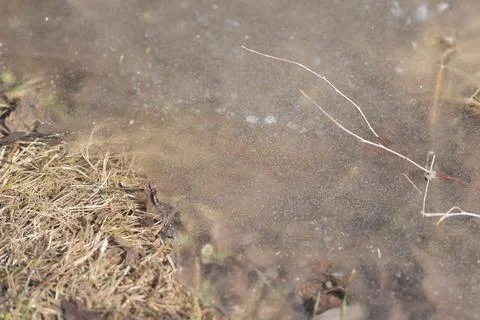 Sparkling ice dotted with tiny twigs and leaf fragments, glistening droplet.. Stock Photos