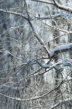 Sparkling ice establishes beautiful patterns on twigs and leafy branches, Delica Stock Photos