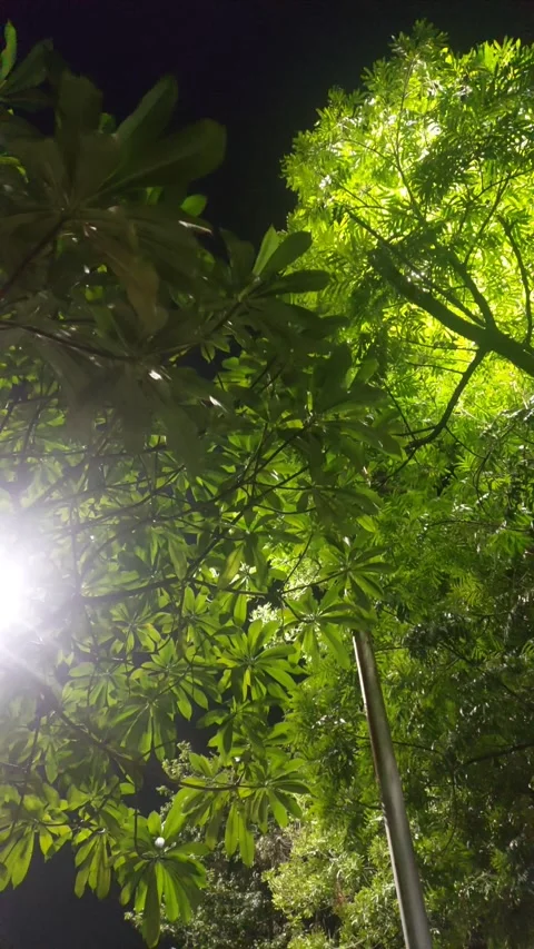 Sparkling Light and Leaves in Motion Stock Footage 285135079