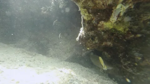 Sparkling light hue ray beam under bottom of coral with marine parrot Pterophyll Stock Footage 245442473