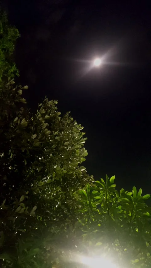 Sparkling Light under Leaves and Moon Stock-Footage 284731827