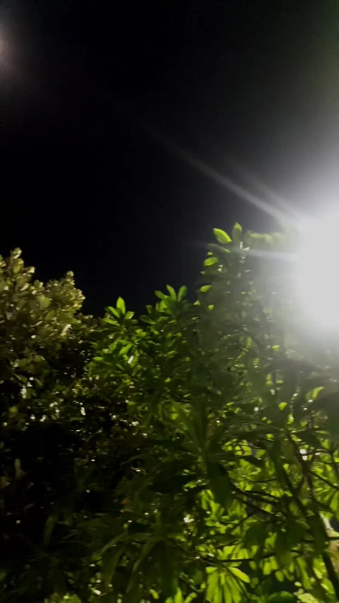 Sparkling Lights through Trees at Night Stock-Footage 284730860