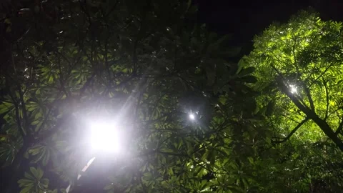 Sparkling Lights on Trees at Night Stock Footage 284730796