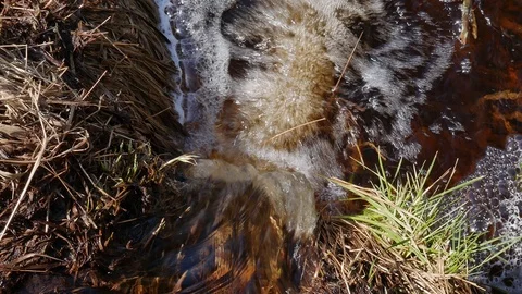 Sparkling meltwater bubbles close up with grass in mountain range Harz Stock Footage 88359998