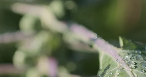 Sparkling moisture in sunlight highlights fresh organic vegetables Stock Footage 322176880