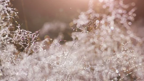 Sparkling Morning Drops Stock Footage 84727976