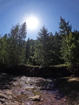 Sparkling Mountain River Under Bright Sun with Spruce Forest Background Ukrai Stock Photos