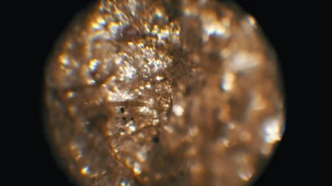 Sparkling Paper Pulp Fibers in Microscope View Stock Footage 319664720