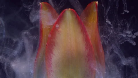Sparkling petals flower drop paint tulip fog water Stock Footage 339776336