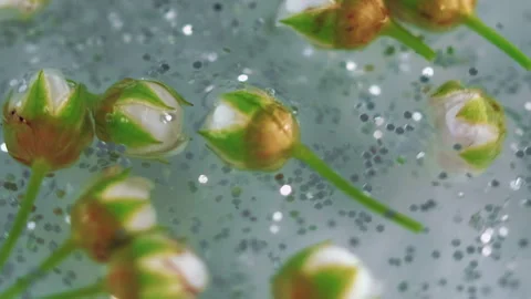 Sparkling petals silver shimmer texture green buds Stock Footage 279438012