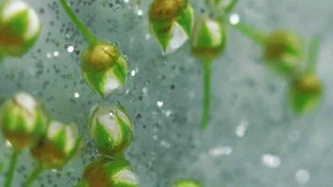 Sparkling petals silver shimmer texture blossom Stock Footage 283289435