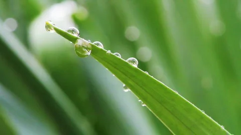 Sparkling rain drops on grass 動画素材 752491
