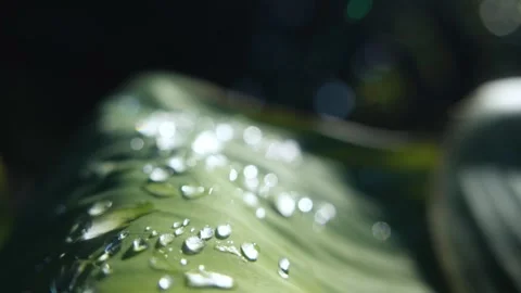 Sparkling raindrops on a green leaf in sunlight Stock Footage 324875550