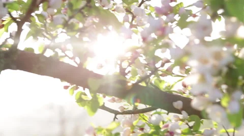 Sparkling Rays of Sunshine trough cherry blossom branches Stock Footage 47969386