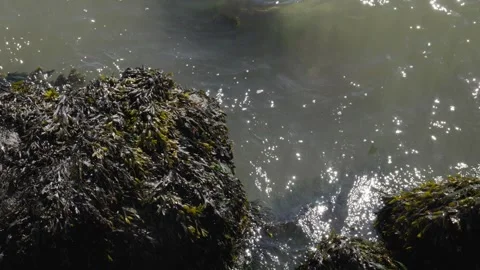 Sparkling ripple gray green waves wash up against sea kelp covered rocks lin Stock Footage 242309931