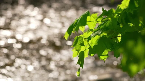 Sparkling shot of spring maple leaves inform of shining river. Stock Footage 144414298