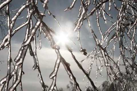 Sparkling silver birch branches after freezing rain with the sun Stock Photos