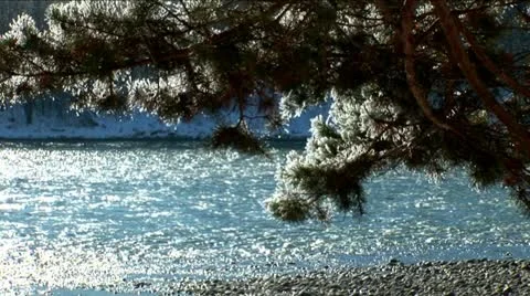 Sparkling snow on the branches. Trees in the snow. Winter. Stock Footage 10814169