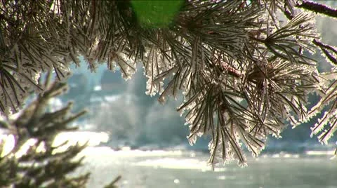 Sparkling snow on the branches. Trees in the snow. Winter. Stock Footage 10814224