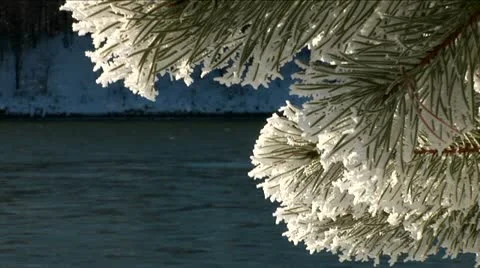 Sparkling snow on the branches. Trees in the snow. Winter. Stock Footage 10814264