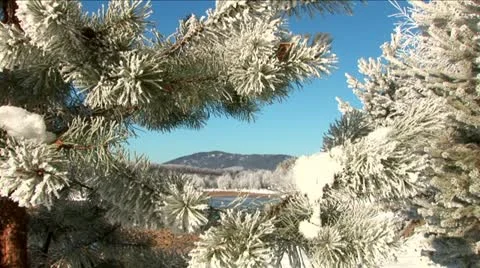 Sparkling snow on the branches. Trees in the snow. Winter. Stock Footage 10814313