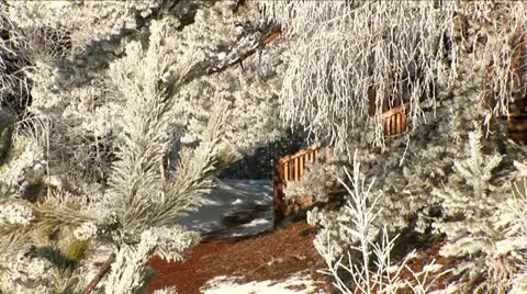 Sparkling snow on the branches. Trees in the snow. Winter. Stock Footage 10814347