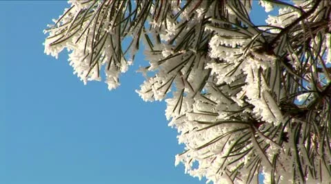 Sparkling snow on the branches. Trees in the snow. Winter. Stock Footage 10814395