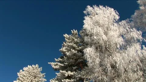 Sparkling snow on the branches. Trees in the snow. Winter. Stock Footage 10814413