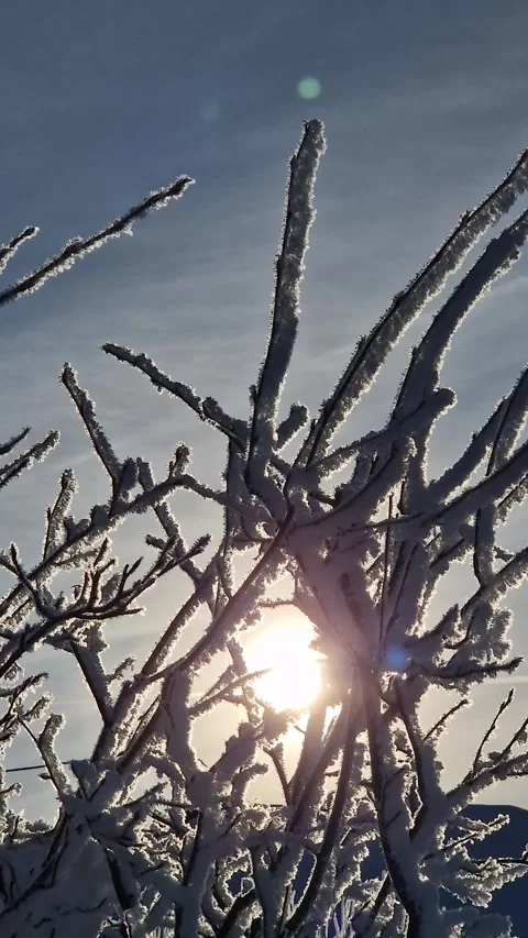 Sparkling Snow-Covered Branches in Sunlight Video stock 309300358