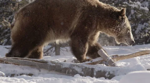 Sparkling snow falling as bear walks through snow Stock Footage 52877230