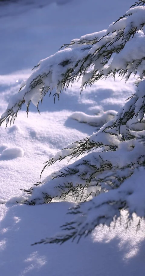 Sparkling snow falling from a pine branch Stock Footage 347744473