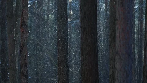 Sparkling snow falling in pine forest, close up Stock Footage 302082350