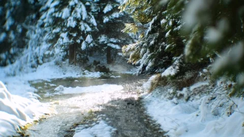 Sparkling Snowfall on Evergreen Branches in Winter Forest. Stream and Mist 스톡 동영상 293496519