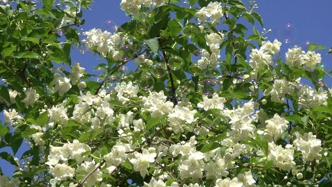 Sparkling soap bubbles fly against a blooming jasmine bush and blue sky Stock Footage 109373346