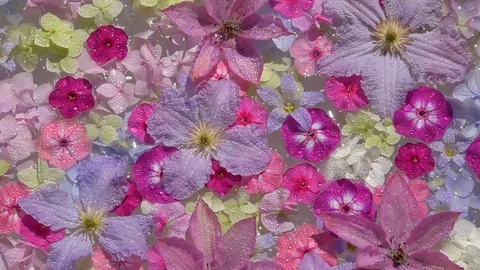 Sparkling spa flowers dancing on the water surface Video stock 99453783