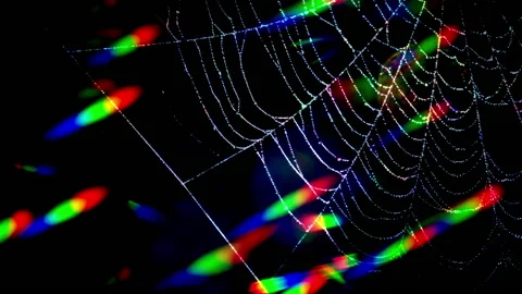 Sparkling spider web and rainbow highlights against black background Vídeos de archivo 217783251
