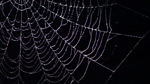 Sparkling spider web with water drops swaying in wind at night. Slow motion Stock Footage 159862057