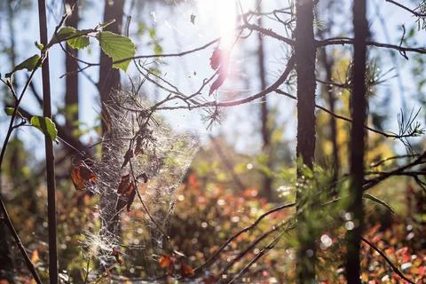 Sparkling spiderweb hangs on dry branches Foto stock