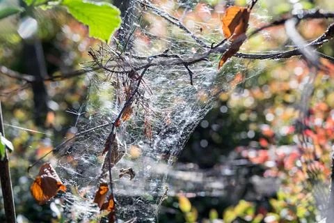Sparkling spiderweb hangs on dry branches closeup Stock Photos