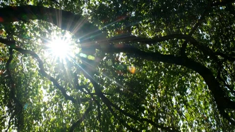 Sparkling, star-shaped sun through foliage and branches Stock Footage 280111832