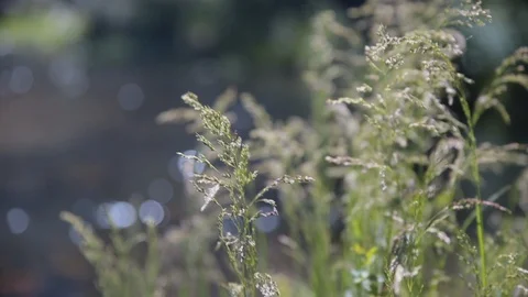 Sparkling Stream 3 Shots Stock Footage 113211503