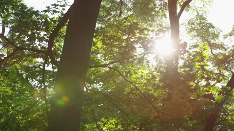 Sparkling Sun Leaves Large Tree Trunk - 4k Stock Footage 51959651