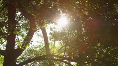 Sparkling Sun Leaves Large Trunk Bright Lens Flare - 4k Stock Footage 51961347