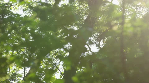 Sparkling Sun Trees Close Blurry Leaves - 4k Stock Footage 51962789