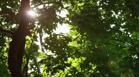 Sparkling Sun Trees Leaves Closer - 4k 動画素材 51962853