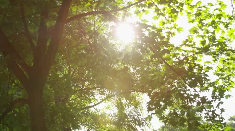 Sparkling Sun Trees Leaves Some Blurry - 4k Stock Footage 51960819
