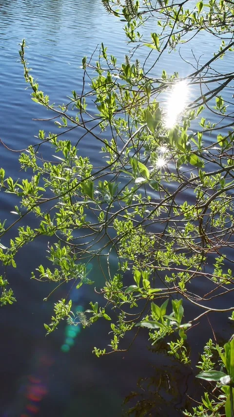 Sparkling sunlight on lake shore springtime foliage with lens flares Stock Footage 335737020